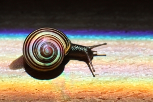 the elegant snail